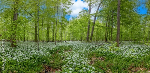 View over a piece of forest with dense growth of white flowering wild garlic photo