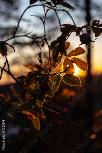 autumn leaves in the sunset