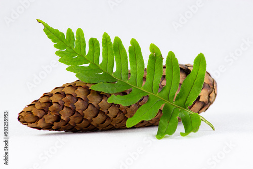 pine cone and green leaves
