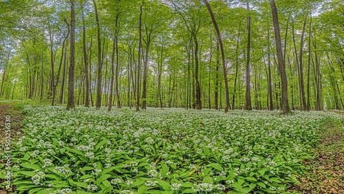 View over a piece of forest with dense growth of white flowering wild garlic