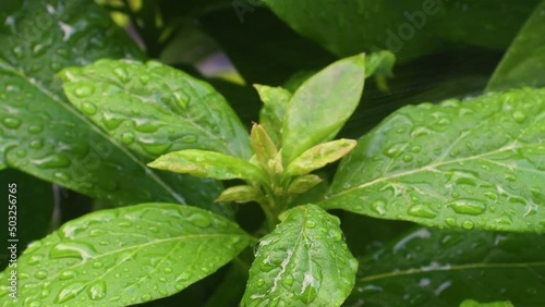 Close-up of watering plants. Fresh green leaves in the morning. Environment and conservation concept.