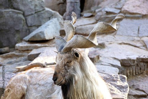 Turkmenian markhor on a rocks, also known as Tajik screw horny goat (Capra falconeri heptneri) photo