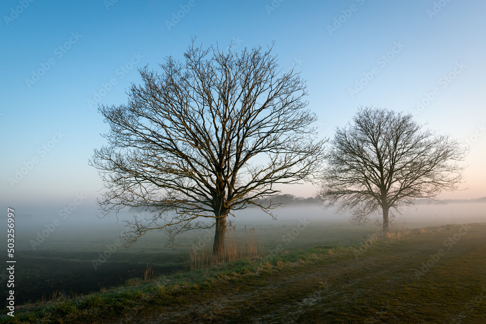 Rural landscape during the dawn. The sun is just rising, but the morning mist still hangs over the fields. The photo was taken in the Dutch province of North Brabant at the beginning of springtime.