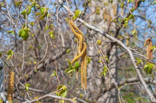 Hazelnut catkins during spring flowering