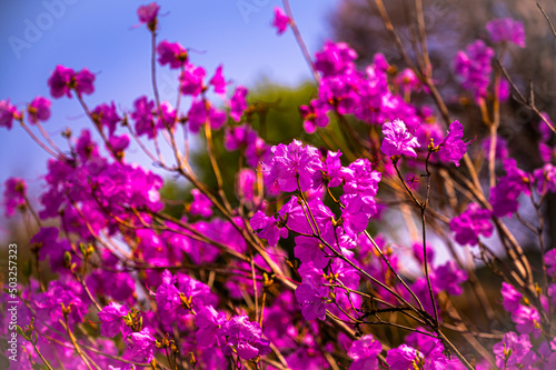 flower viewing