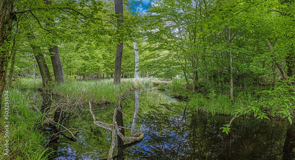 Obraz premium View of small pond in dense forest with reflections in springtime