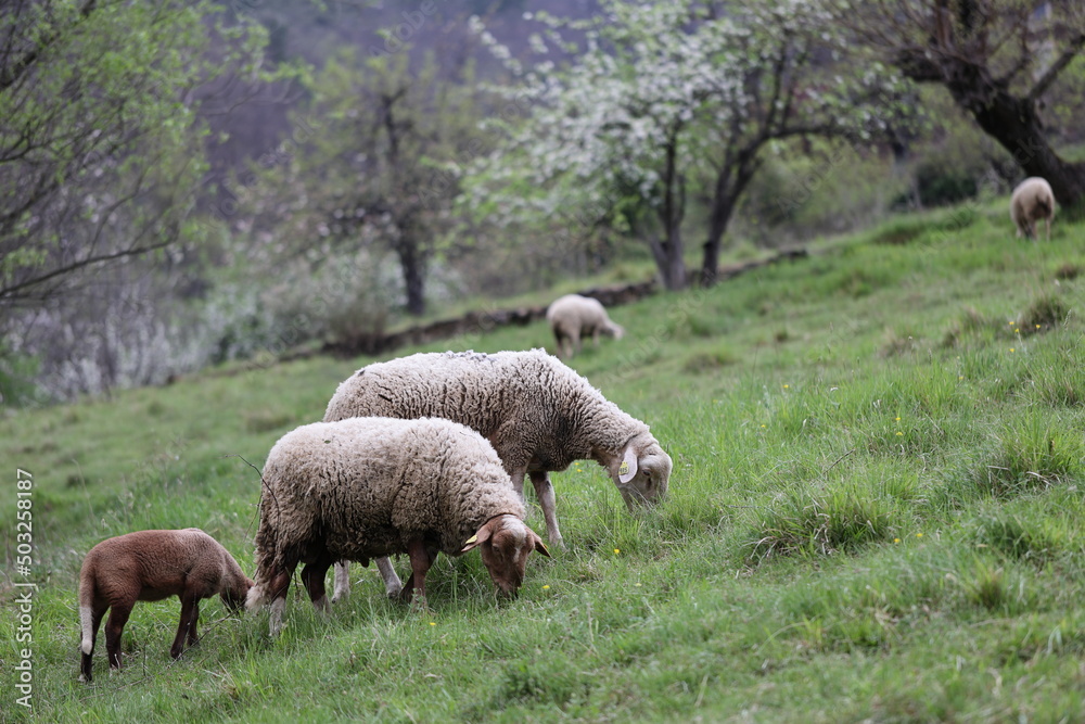 Obraz premium Texel cross Ewe (female sheep) with her newborn lambs. Concept: Mother's love. Sheep and lambs in lush green meadow in Spring time. Yorkshire Dales, England, UK. Landscape, horizontal. Space for copy.