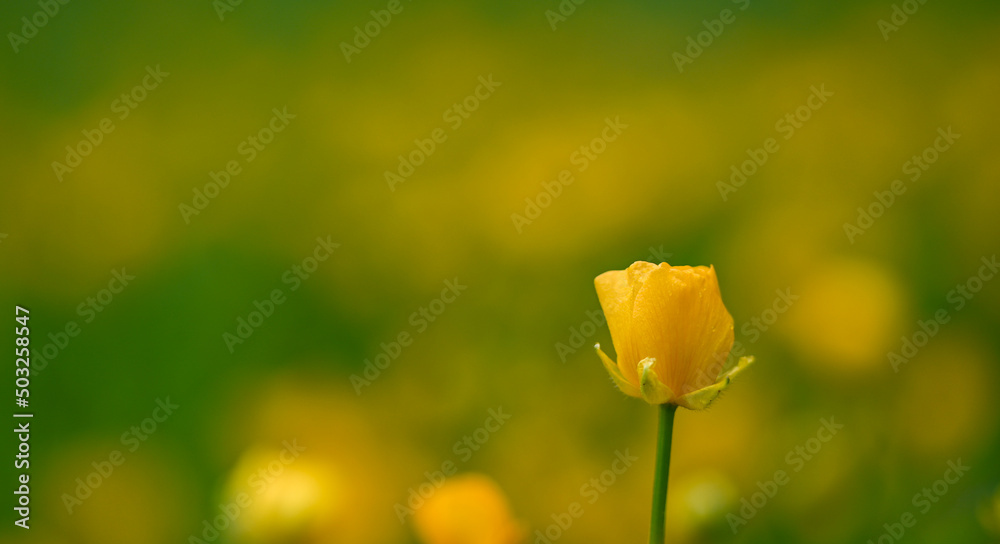 Close-up of ranunculus repens, Enghien, Belgium Close-up of ranunculus repens, Enghien, Belgium