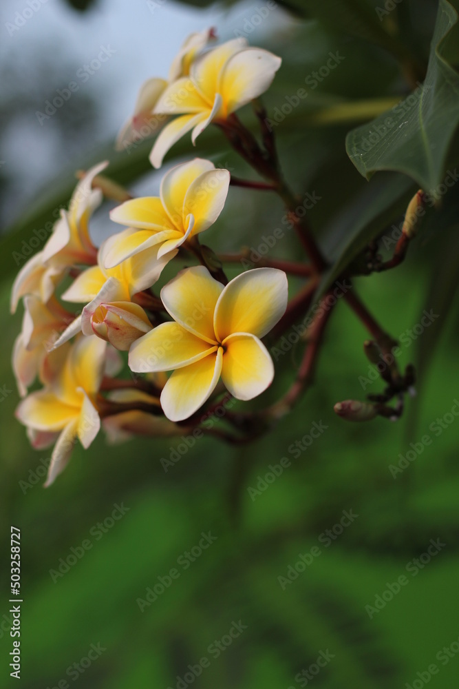 Fototapeta premium White plumeria flowers blooming on the tree