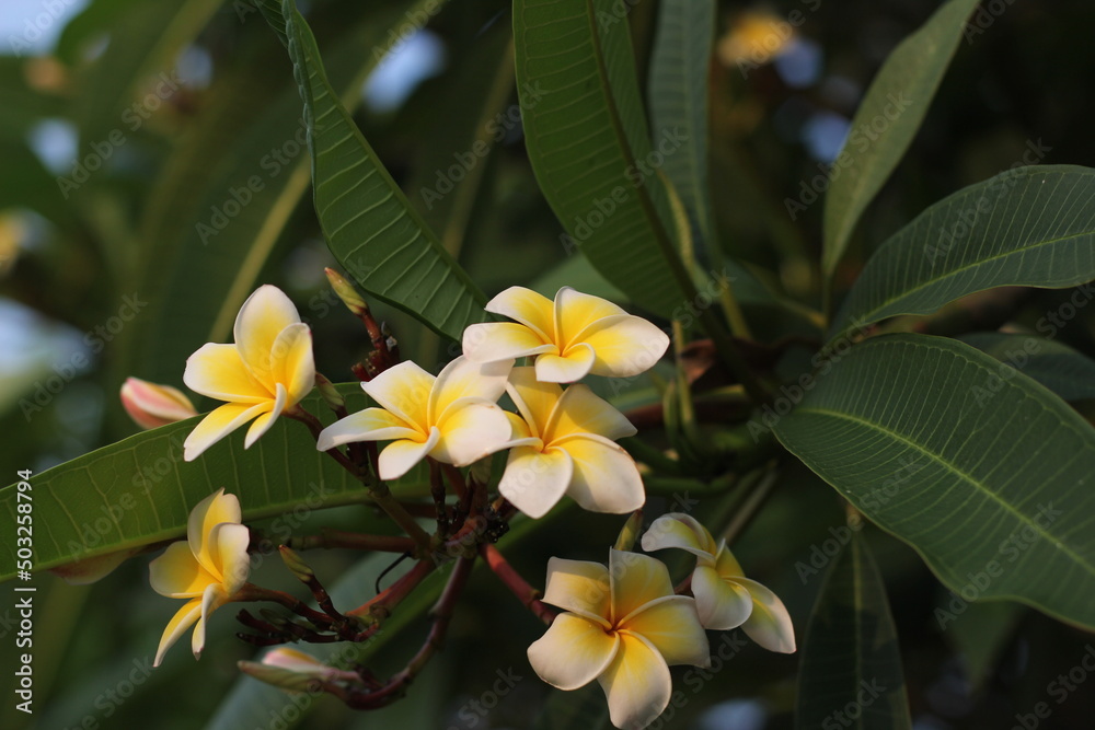 Fototapeta premium White plumeria flowers blooming on the tree