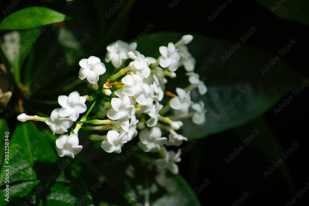  ホウライアオキ（蓬莱青木） キョウチクトウ科     学名：Rauwolfia verticillata Baill.
