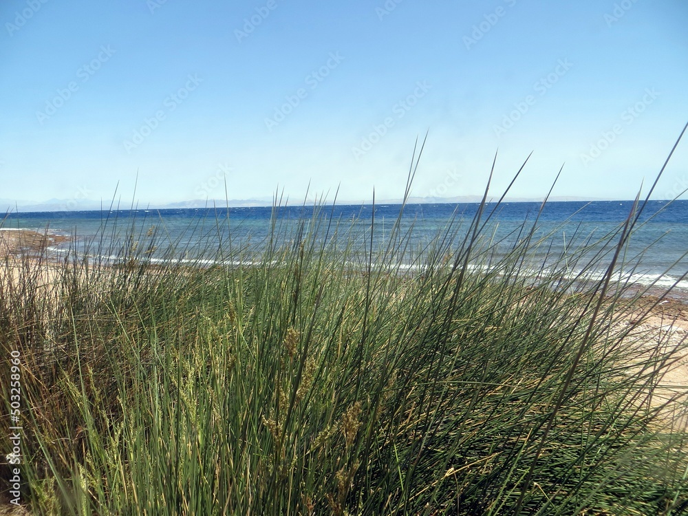 Fototapeta premium Palm beach with sea view and mountain