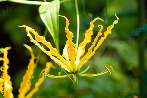  グロリオサ・ルテアの黄色い花が開花（英名:
Gloriosa lutea, Gloriosa Lily) photo