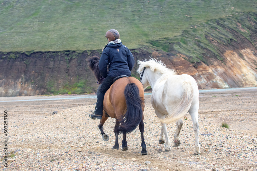 the rider rides on an Icelandic horse against a mountain landscape. Iceland. Travel and tourism