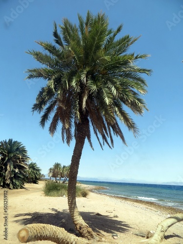 Palm beach with sea view and mountain