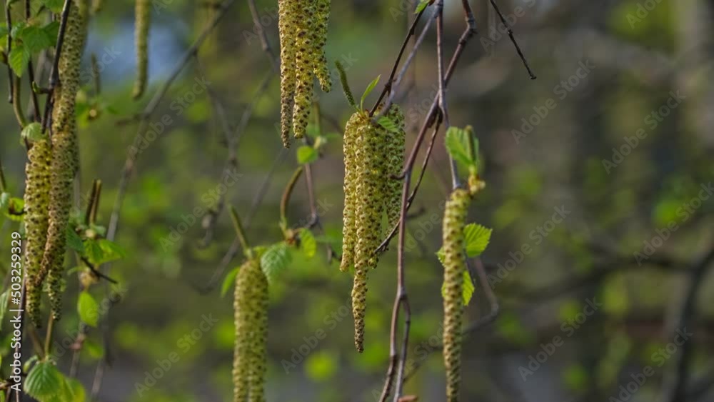 Allergen Silver Weeping Birch Tree Betula Pendula Flowers Catkins Seeds Allergen Silver Weeping Birch Tree Betula Pendula Flowers Catkins Seeds