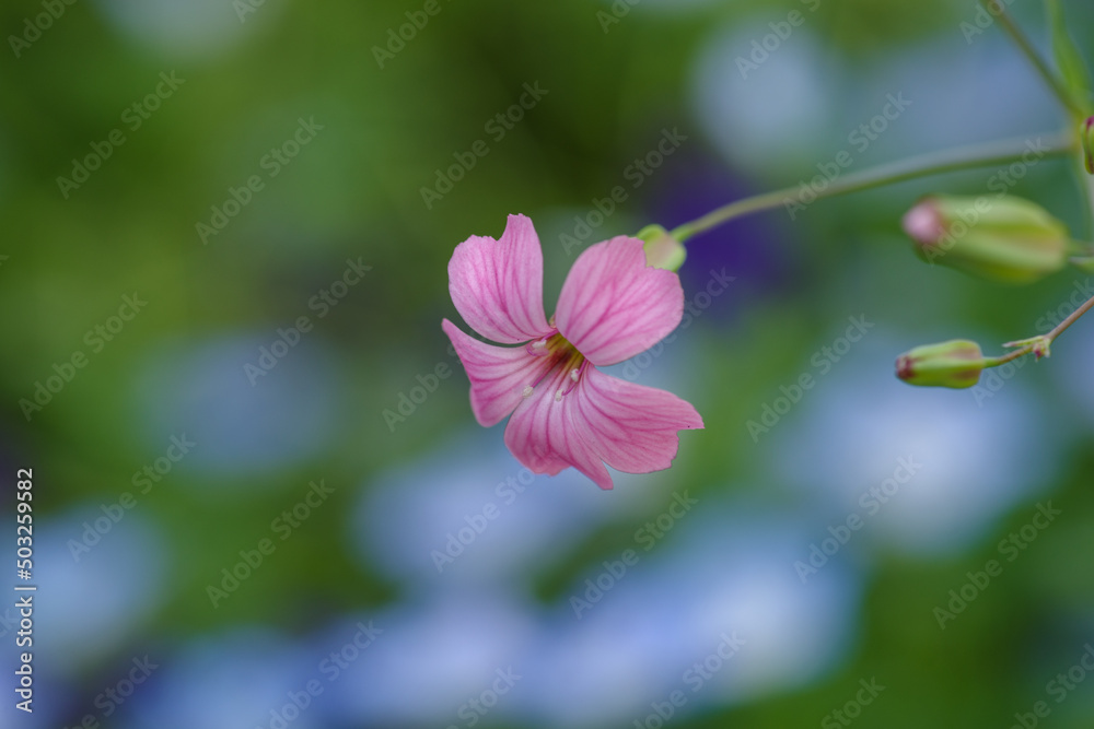 Fototapeta premium 東京の南青山一丁目に咲くドウカンソウ