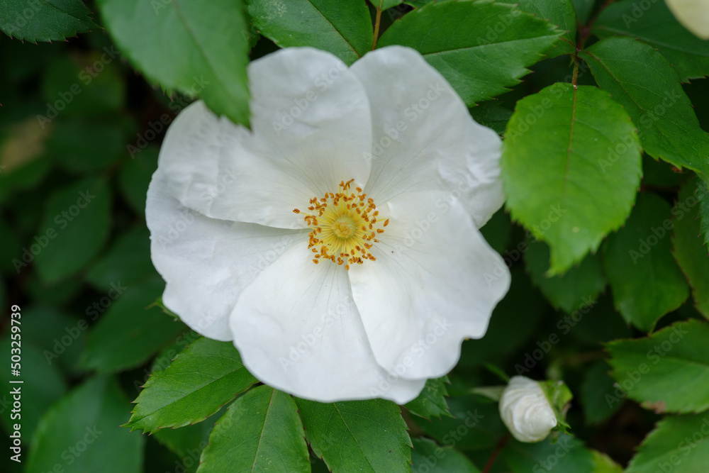 Obraz premium 東京赤坂にある東京ミッドタウンのバラ