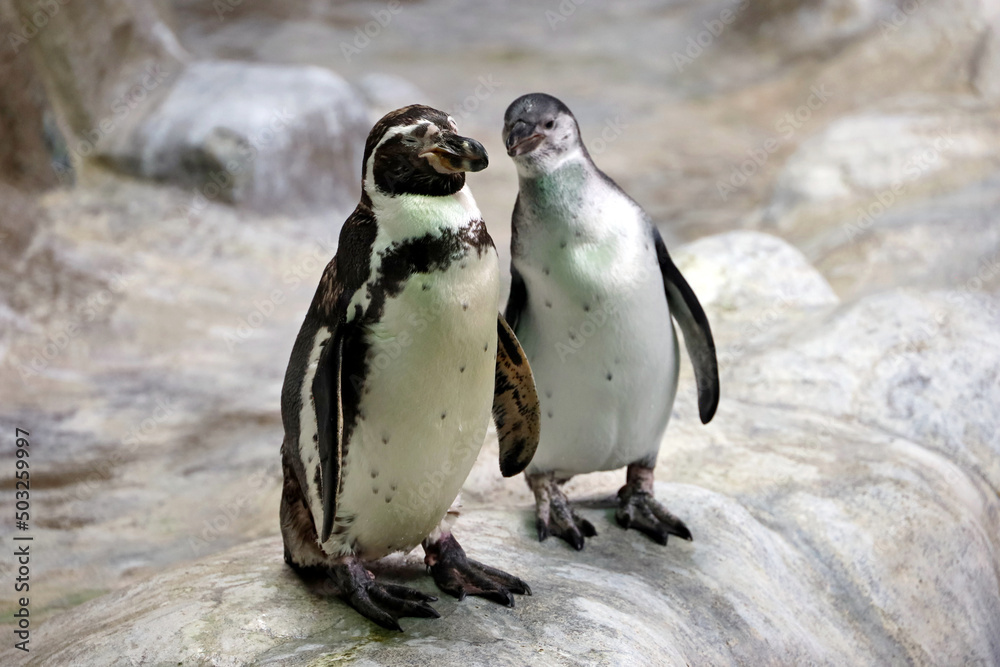 Fototapeta premium Couple of Humboldt penguins standing on a rocky shore. Two South American penguins resting after swimming