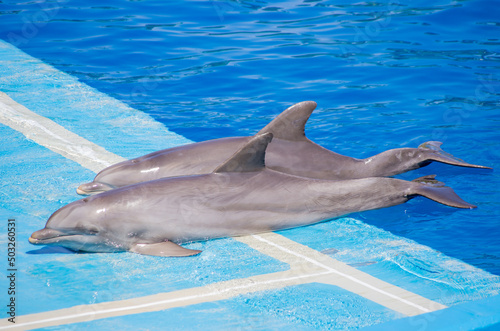 dolphin in blue water