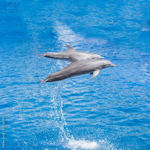 dolphin jumping out of water