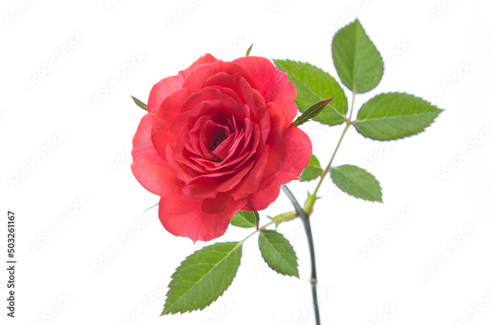 Naklejka premium red rose isolated on white