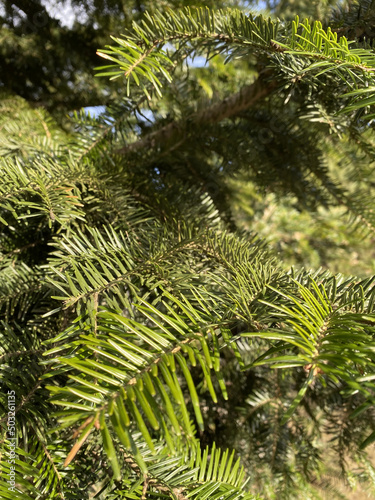 Brightly Green Prickly Branches of a Fur-tree or Pine  Close Up of a Green Pine Tree  Background from Branches of a Natural Fur-tree.