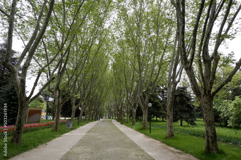 Fototapeta premium tree
