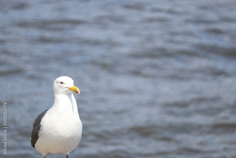 seagull on the beach