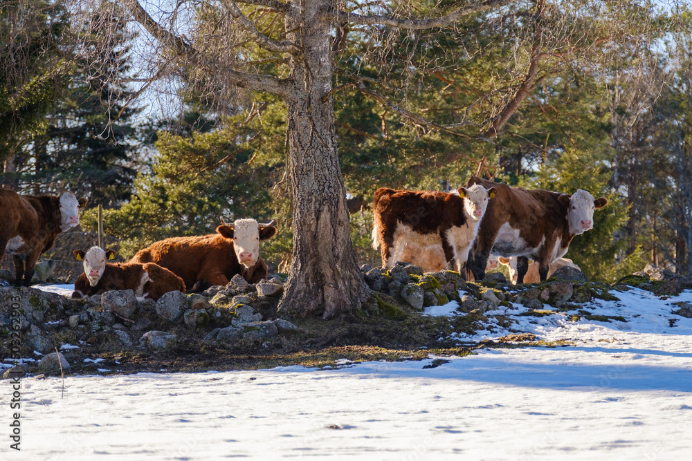 Swedish cattle outside in winter nature