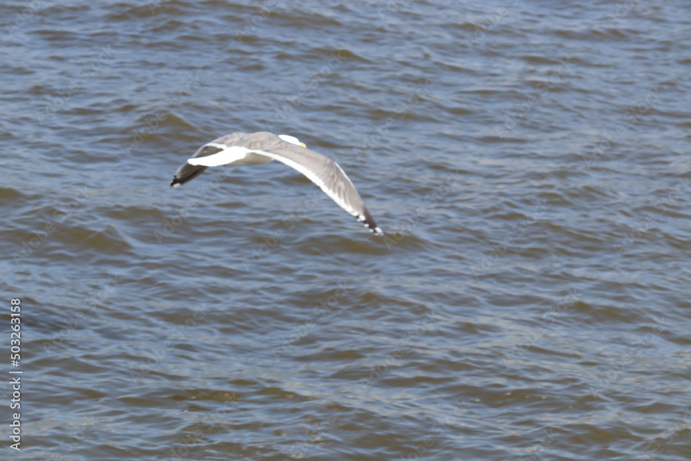 seagull in flight seagull in flight