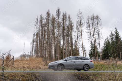 car on the road in front of a group of dead spruces due to bark beetle