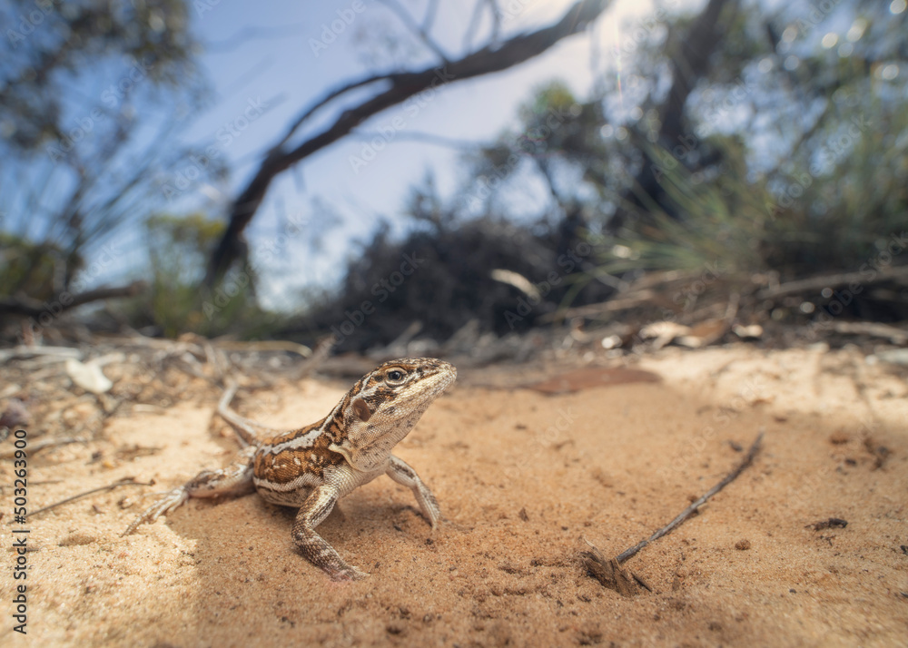Portrait of a wild central military dragon (Ctenophorus isolepis) with sandy, mallee habitat background Portrait of a wild central military dragon (Ctenophorus isolepis) with sandy, mallee habitat background