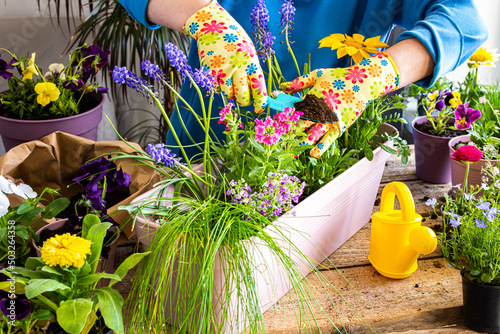 Spring decoration of a home balcony or terrace with flowers, woman transplanting a flowers pansies into a clay pot, home gardening and hobbies, biophilic design photo