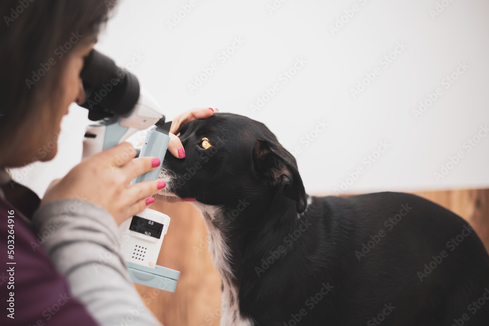 A veterinary ophthalmologist performs a medical procedure, examining a