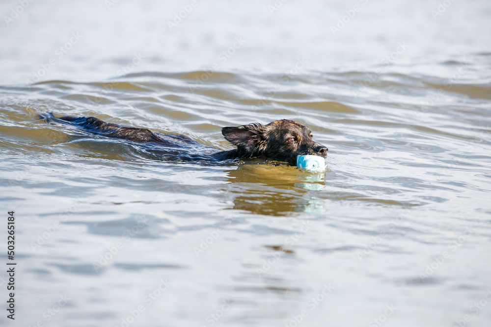 海で泳ぐチワックスの犬 海で泳ぐチワックスの犬