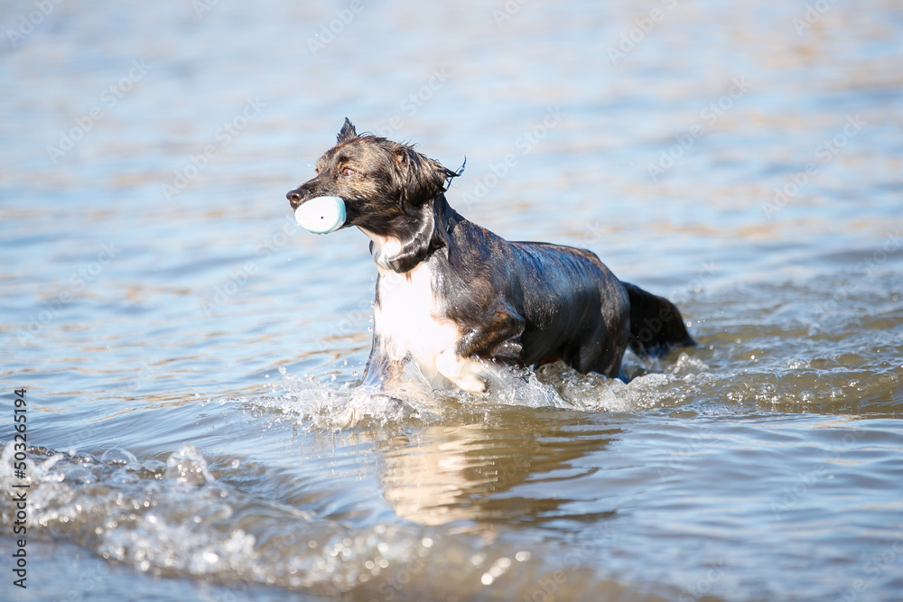海で泳ぐチワックスの犬 海で泳ぐチワックスの犬