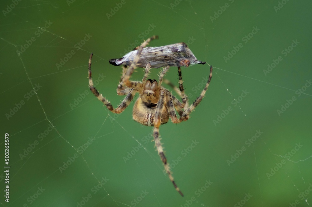 a spider wrapping a caught insect in a spider's thread on a green blurry background a spider wrapping a caught insect in a spider's thread on a green blurry background