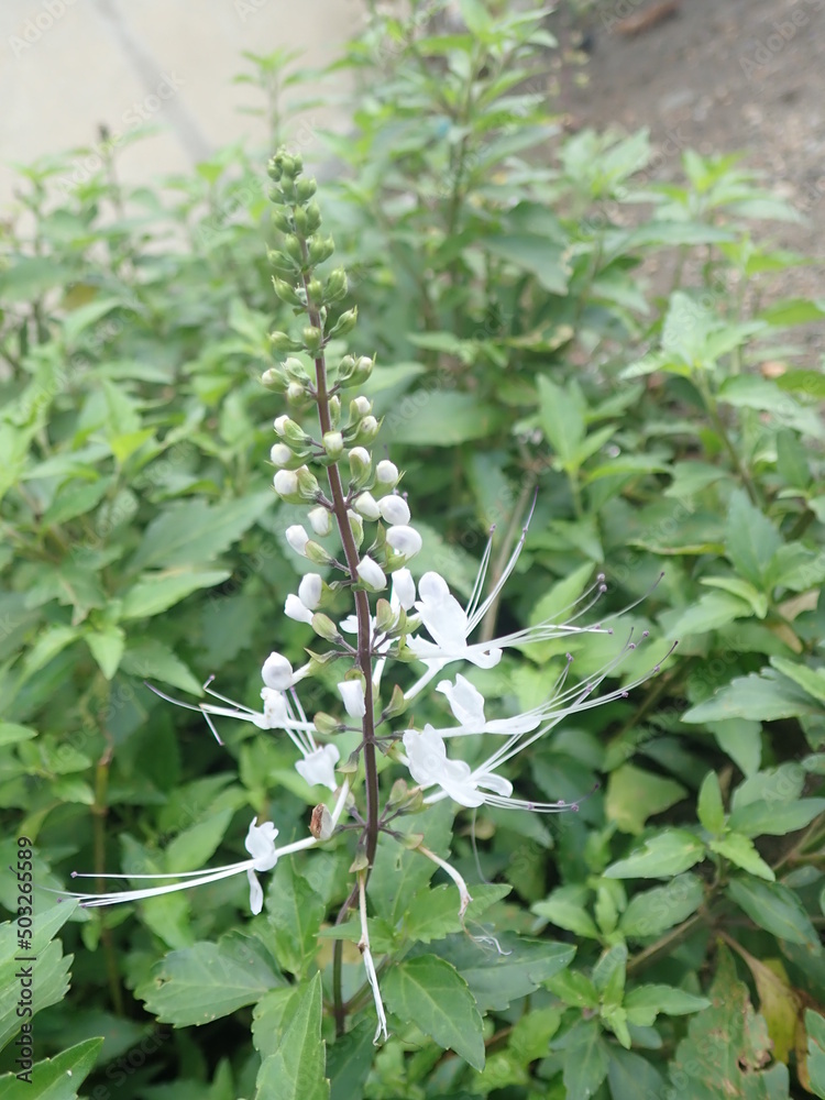 Kumis Kucing (Indonesia) or Orthosiphon aristatus belongs to the family Lamiaceae Labiatae. It is one of the original medicinal plants of Indonesia which has many benefits in tackling various diseases Kumis Kucing (Indonesia) or Orthosiphon aristatus belongs to the family Lamiaceae Labiatae. It is one of the original medicinal plants of Indonesia which has many benefits in tackling various diseases