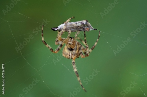 a spider wrapping a caught insect in a spider's thread on a green blurry background