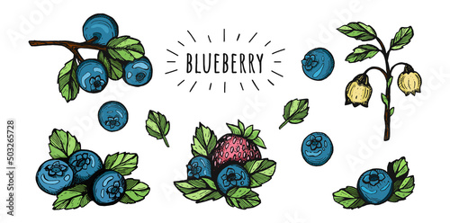set of blueberries vector sketch. blueberry vector coloring book.