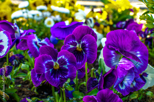 colorful pansies, Viola wittrockiana Gams in a natural environment, in full bloom at close range, elegant, intimate, romantic, delicate
