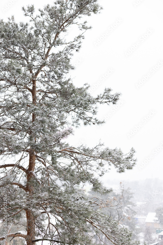 Aerial view to the pine with private houses behind in snowing weather. Aerial view to the pine with private houses behind in snowing weather.