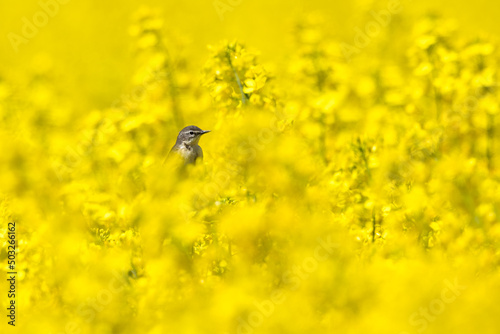 Bird perched on rapeseed fild flowers © AlexandruPh