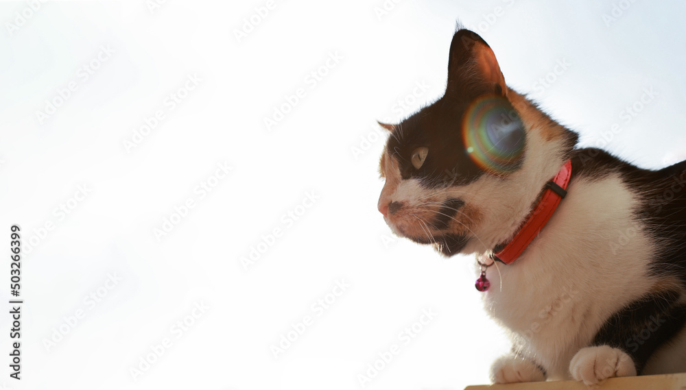 Tricolor cat with a character sitting on the right on the windowsill of the balcony at sunset under the warm rays. Place for text.