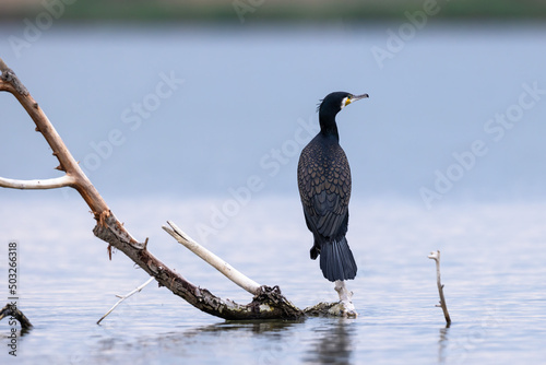 Great cormorant bird Phalacrocorax carbo perched on branch above water photo