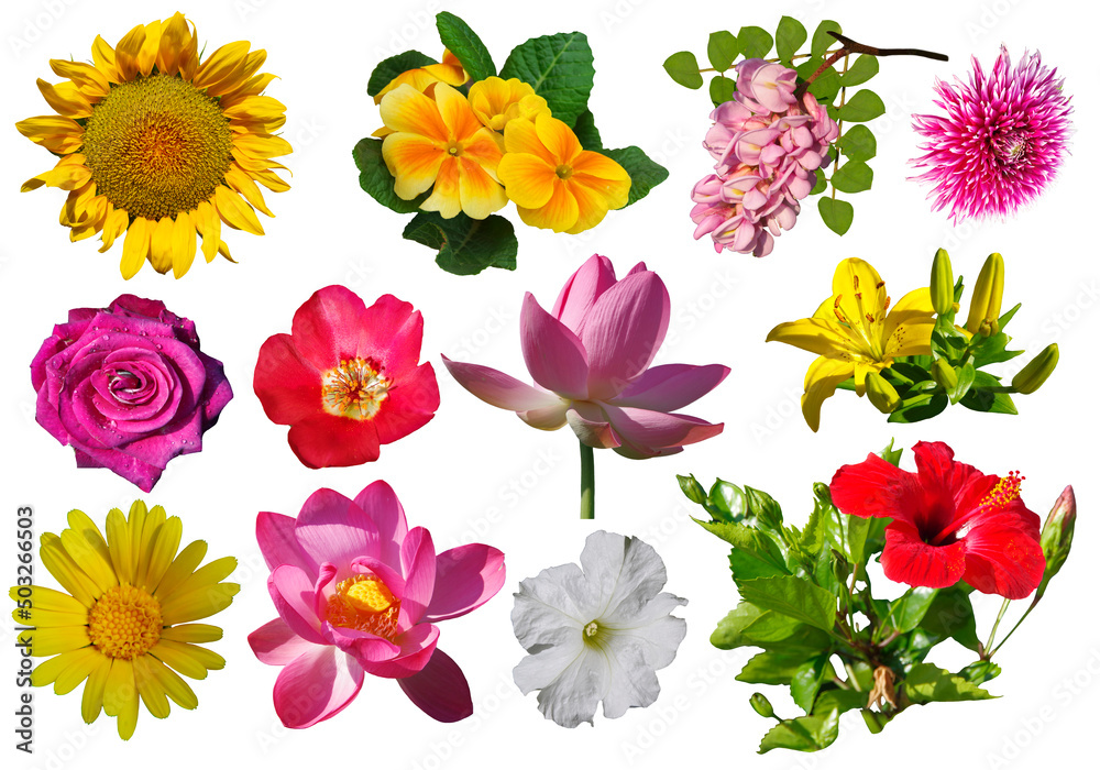 Collection of different flowers isolated on white background.