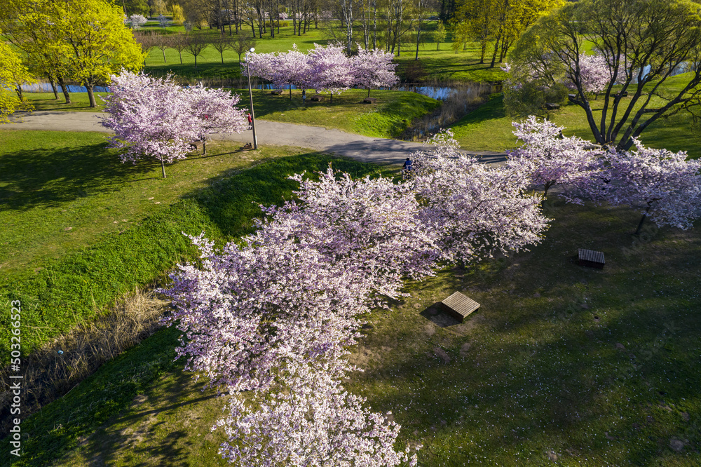 Aerial view of beautiful cherry blossoms in park. Drone photo of sakura trees in blooming pink flowers in spring in picturesque garden. Branches of the tree over sunny blue sky. Floral pattern