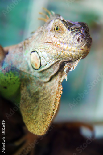 Colorful iguana 1