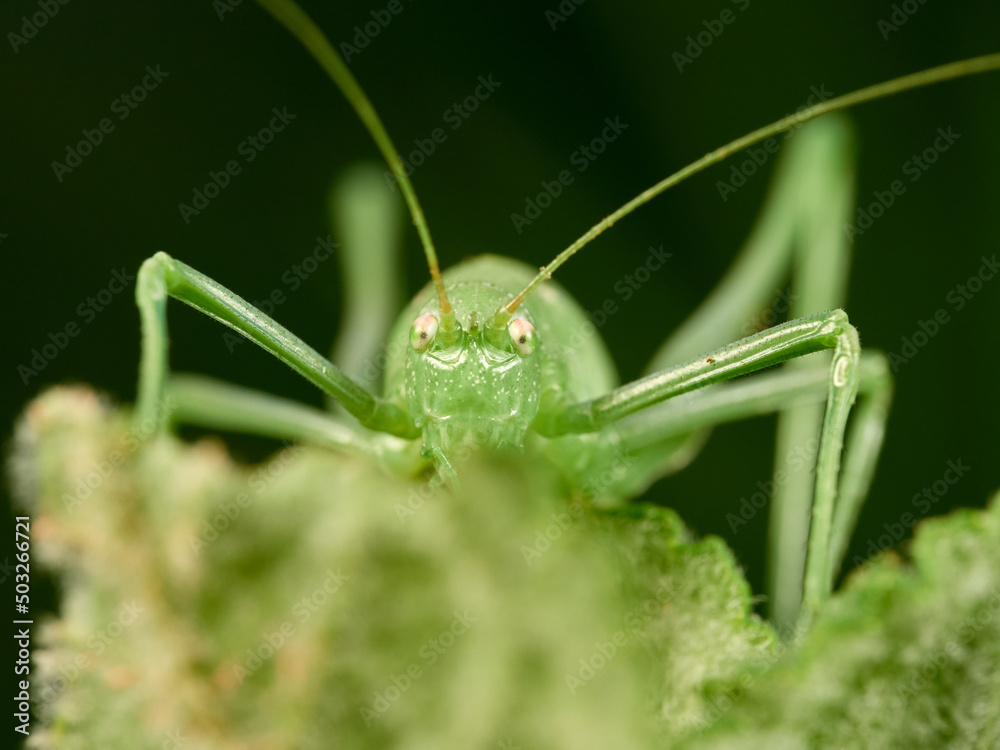 Long-legged green grasshopper on a plant. Genus Odontura. Long-legged green grasshopper on a plant. Genus Odontura.